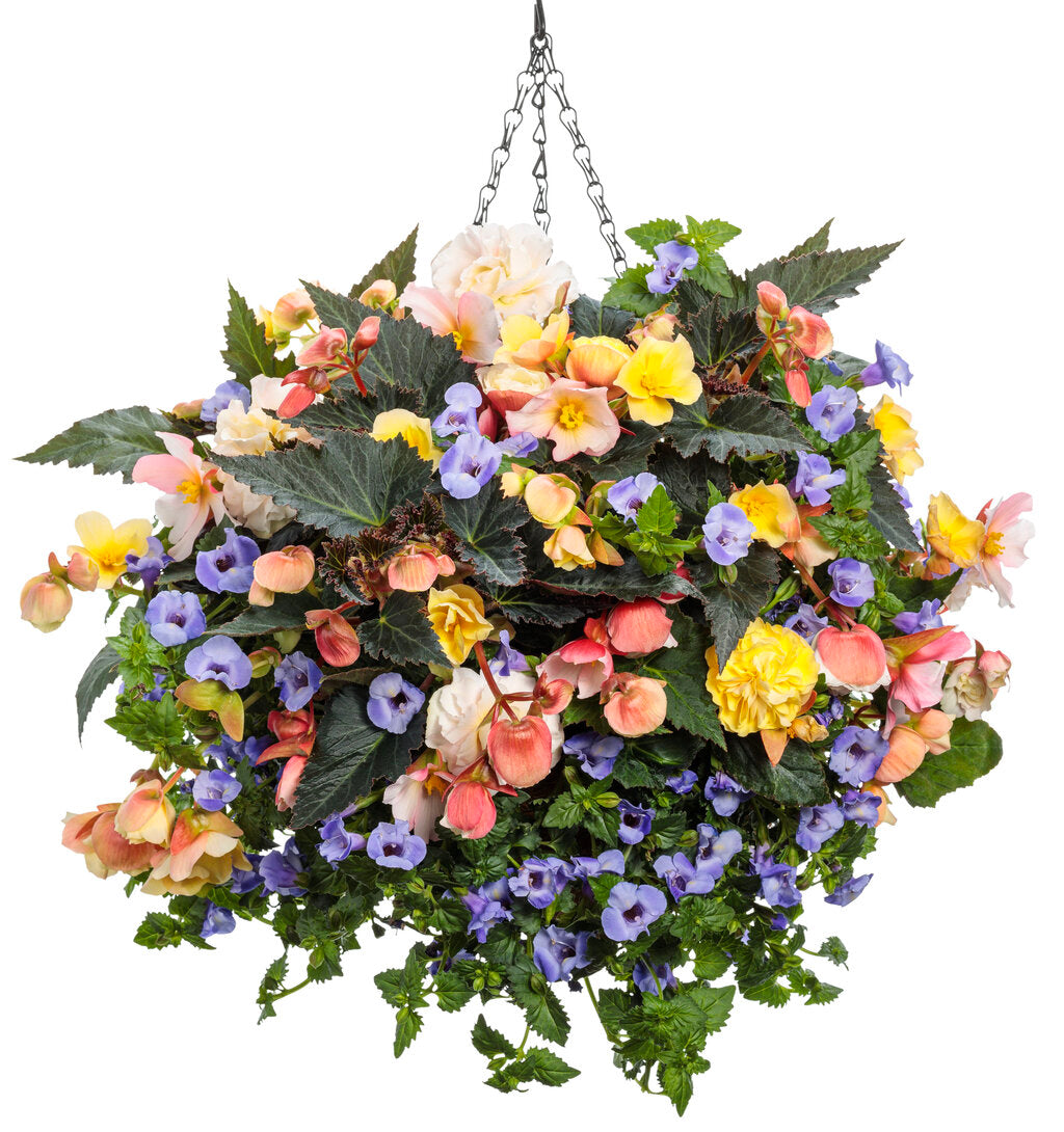 Proven Winners® 'Double Dutch' Combination Kit