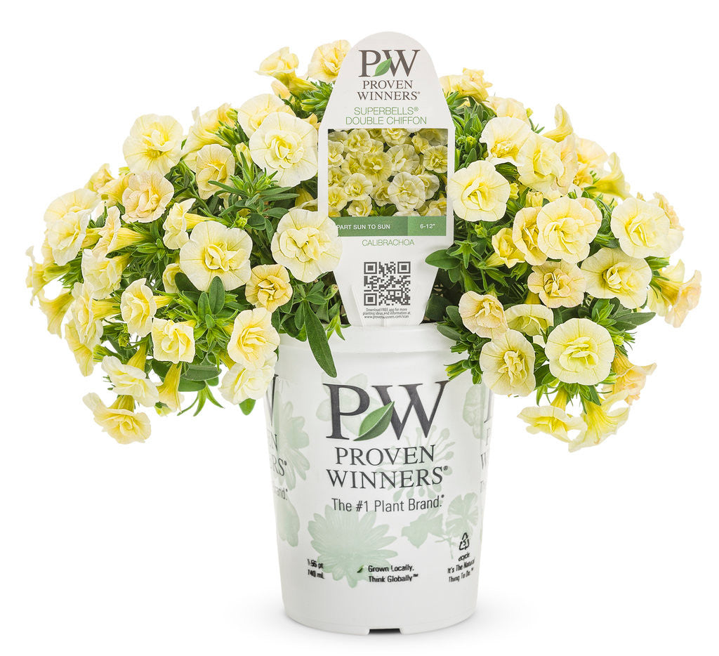 Calibrachoa hybrid 'Superbells® Double Chiffon' in grower pot