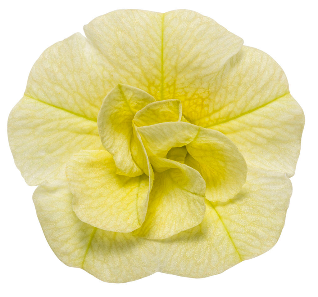 Calibrachoa hybrid 'Superbells® Double Chiffon' flower