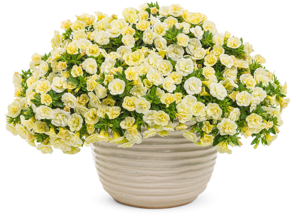Calibrachoa hybrid 'Superbells® Double Chiffon' in decorative pot
