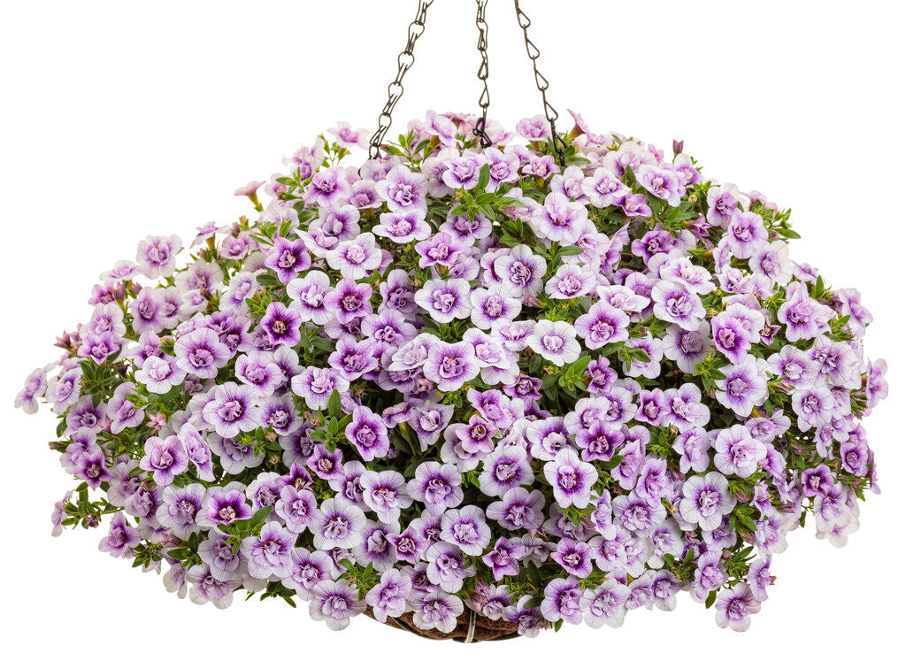 Calibrachoa hybrid 'Superbells® Double Twilight' in hanging pot