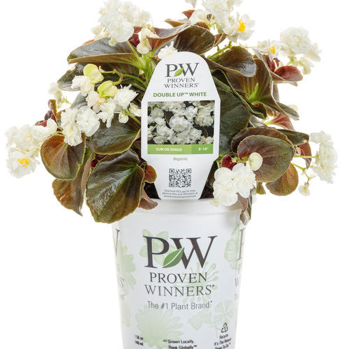 Begonia semperflorens 'Double Up™' White' in grower pot