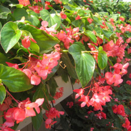 Begonia hybrid 'Dragon Wing® Pink'