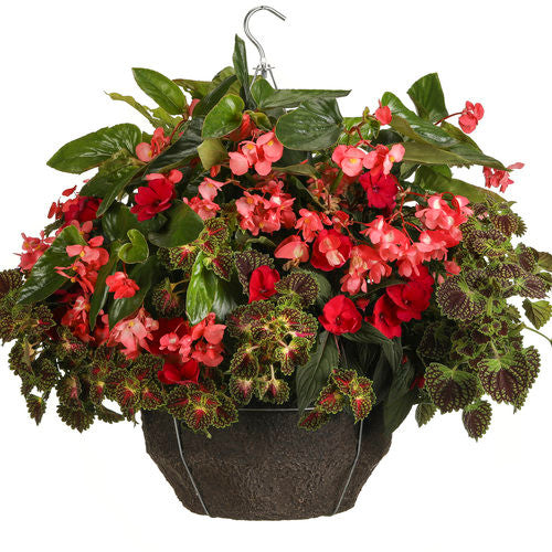 Begonia hybrid 'Dragon Wing® Pink' combination