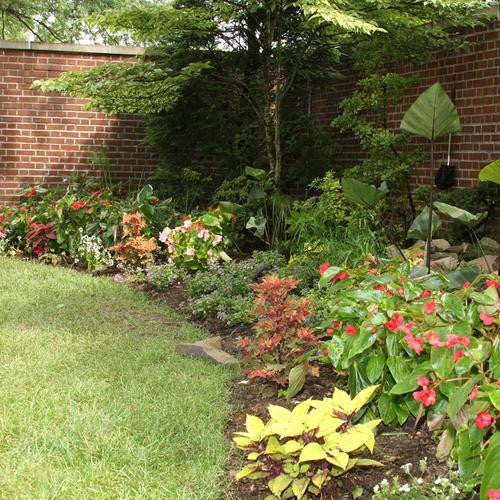 Begonia hybrid 'Dragon Wing® Red'