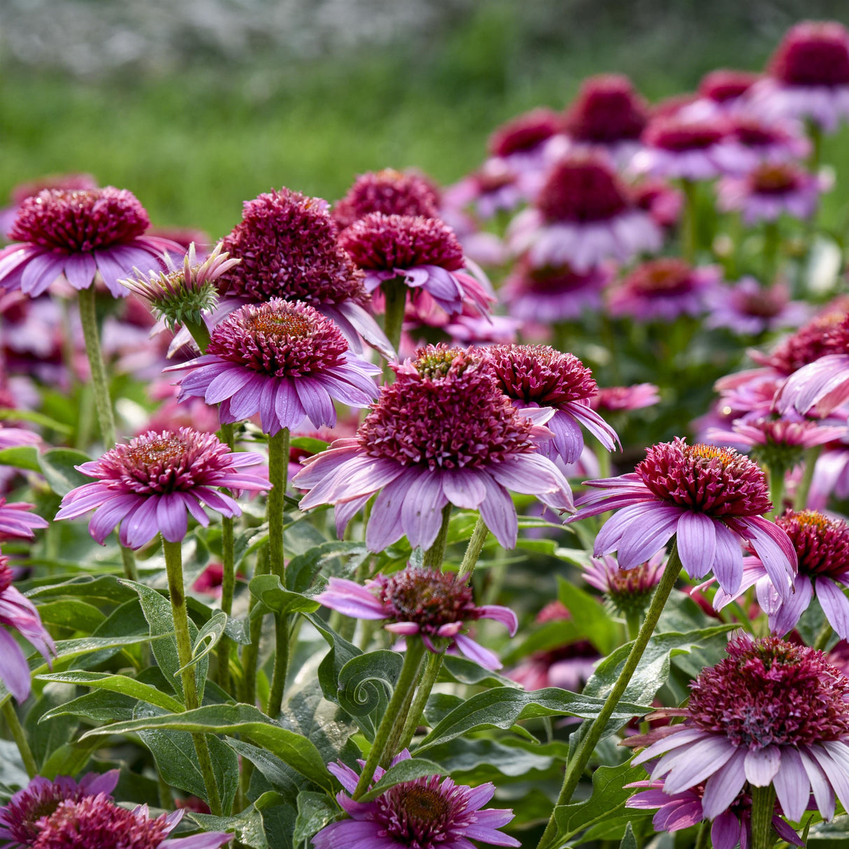 Echinacea Double Coded® 'Everything's Rosy'