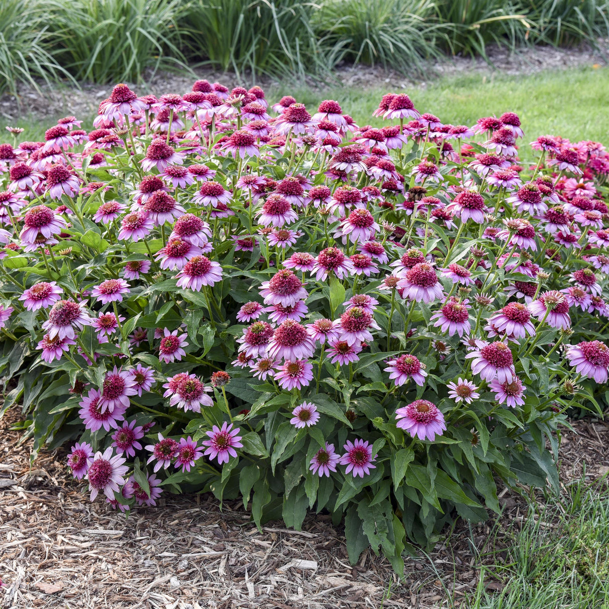 Echinacea Double Coded® 'Everything's Rosy'