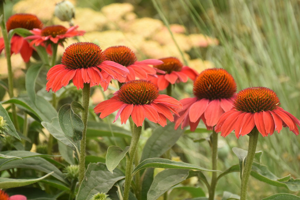 Echinacea Color Coded™ 'Frankly Scarlet' in landscape