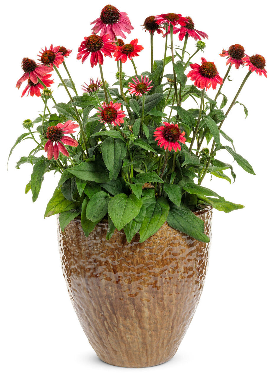 Echinacea Color Coded™ 'Frankly Scarlet' in pot