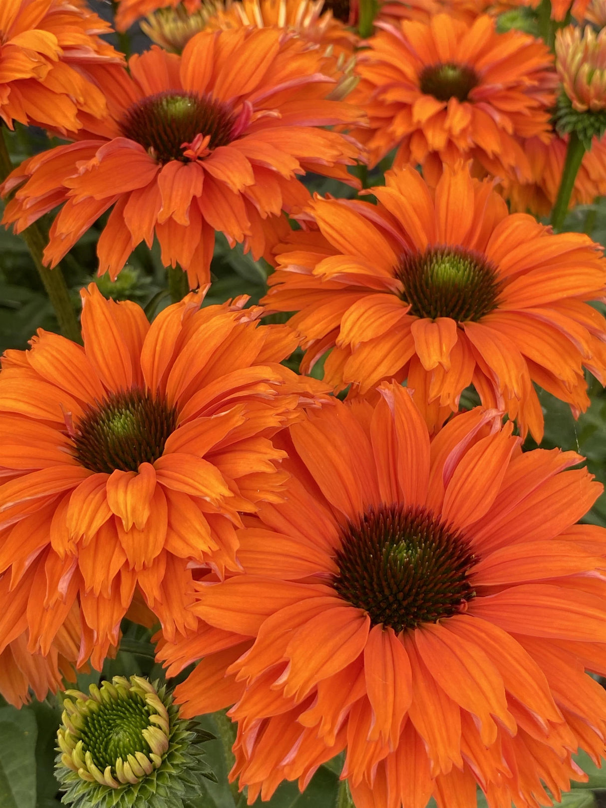 Echinacea 'SunSeekers Mineola'