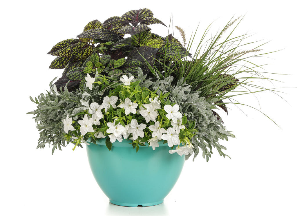 Browallia hybrid 'Endless™ Flirtation'