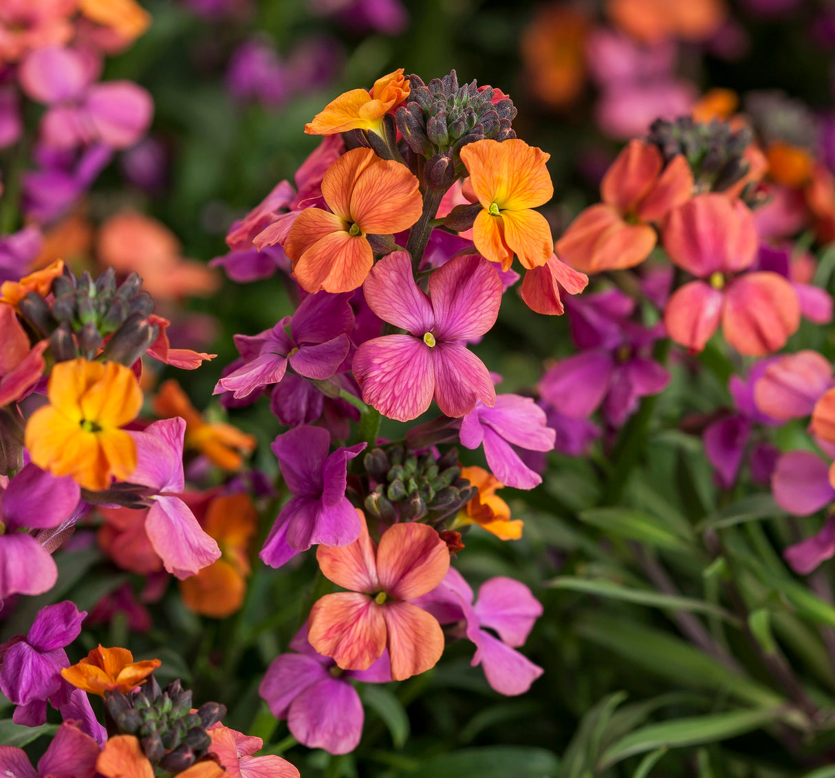 Erysimum Erysistible™ 'Bronze Rose'