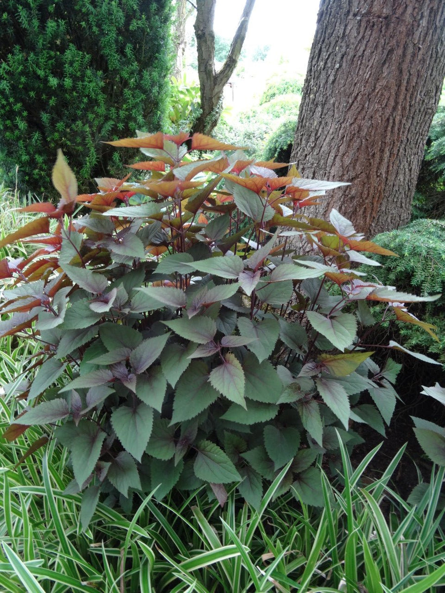 chocolate snake plant Eupatorium rugosum 'Chocolate'
