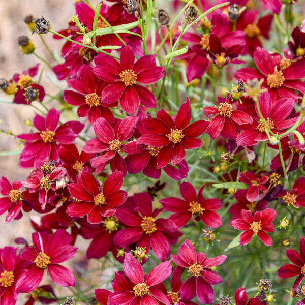 Small red Flowers with yellow centers