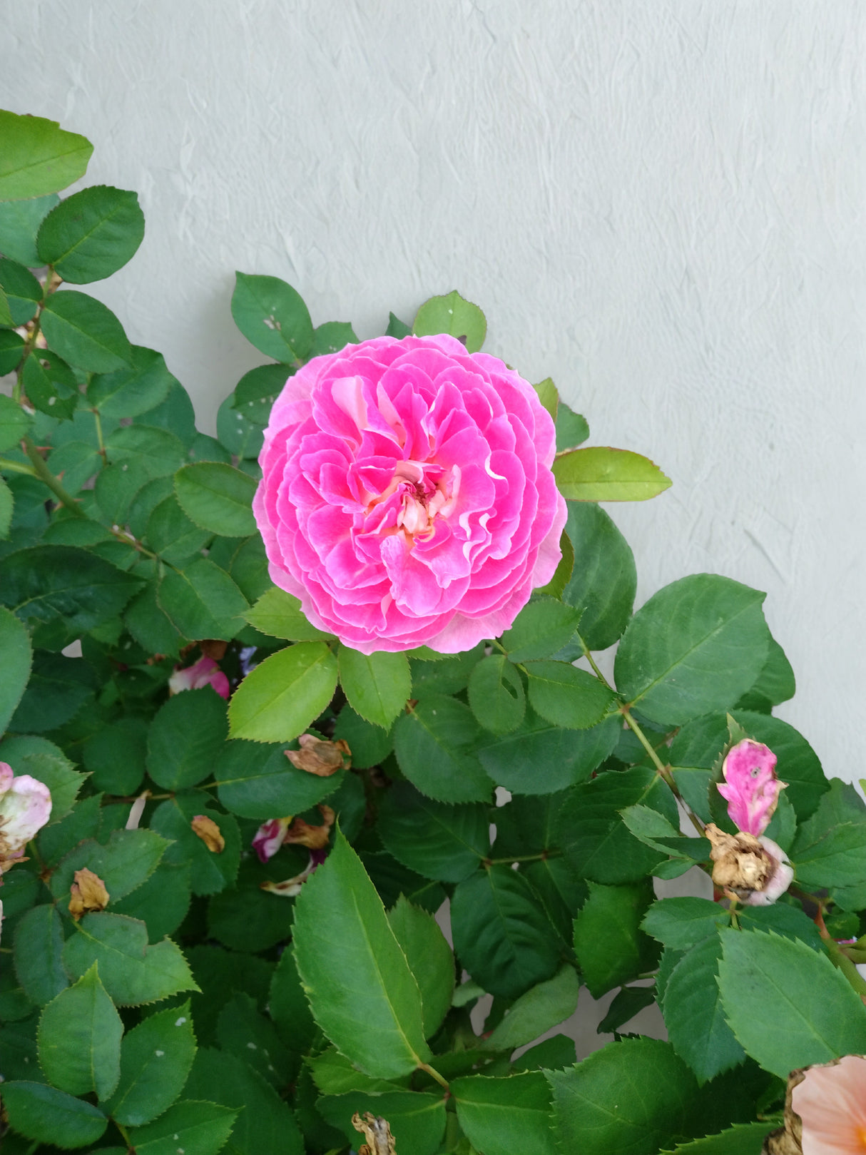 Rose 'Fashion Forward'