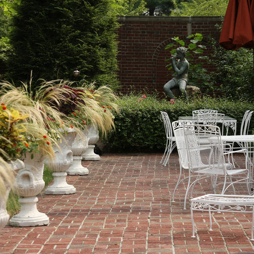 Nassella tenuissima 'Mexican Feather Grass'