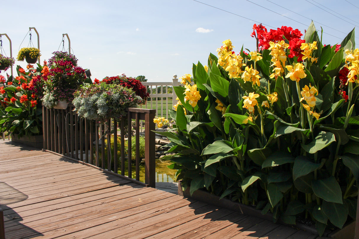 Canna generalis 'Cannova® Rose'