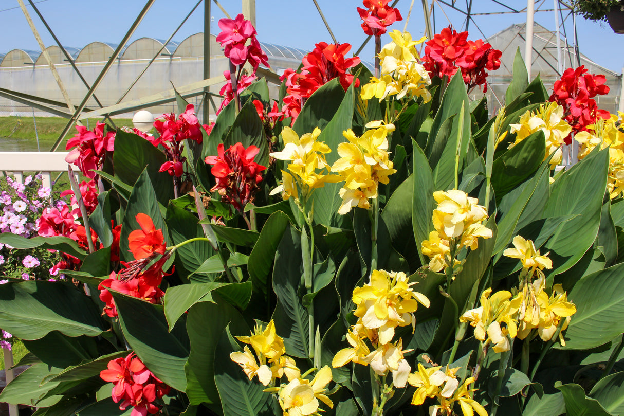 Canna generalis 'Cannova® Scarlet'