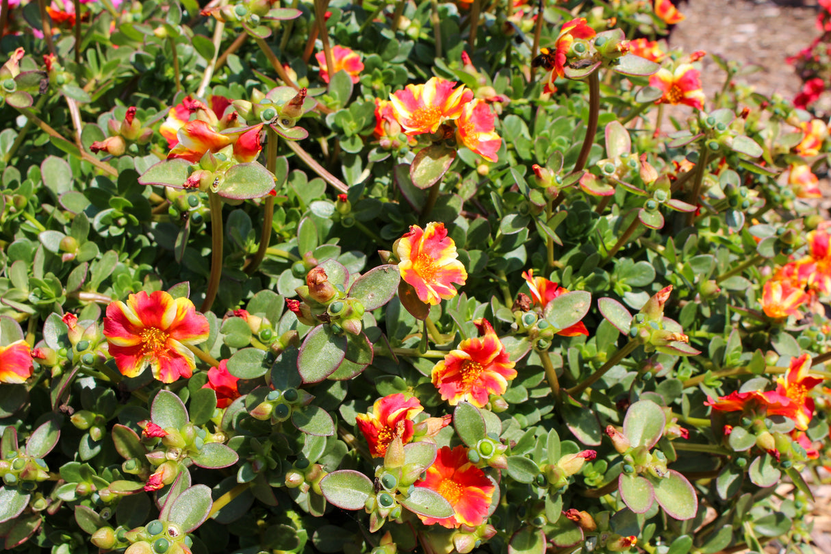 Portulaca oldracea 'Mega Pazzaz™ Papaya Twist'