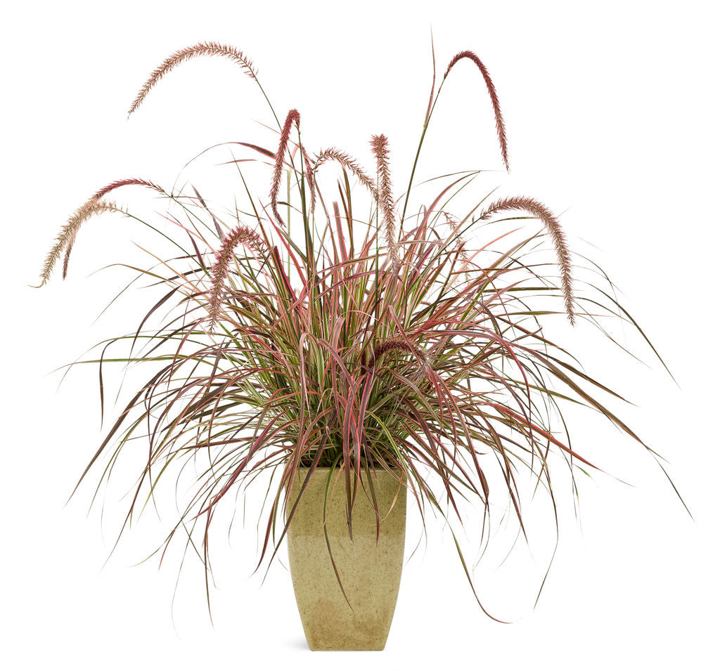 Pennisetum setaceum Graceful Grasses® 'Fireworks' in decorative pot