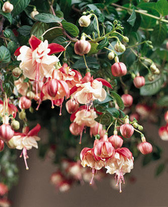 Fuchsia hybrid 'Swingtime'