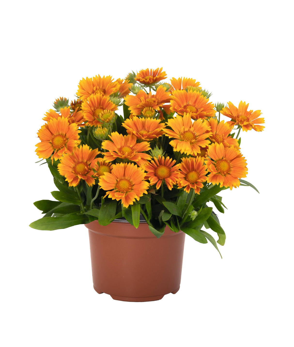 Gaillardia SpinTop™ 'Mango'