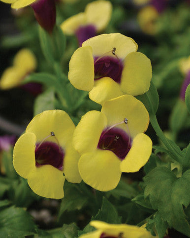 Torenia 'Catalina® Gilded Grape™'