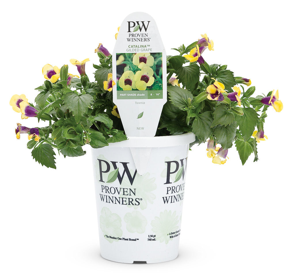 Torenia 'Catalina® Gilded Grape™' in grower pot