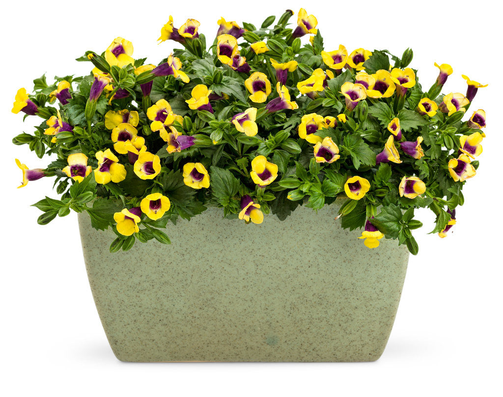 Torenia 'Catalina® Gilded Grape™' in decorative pot