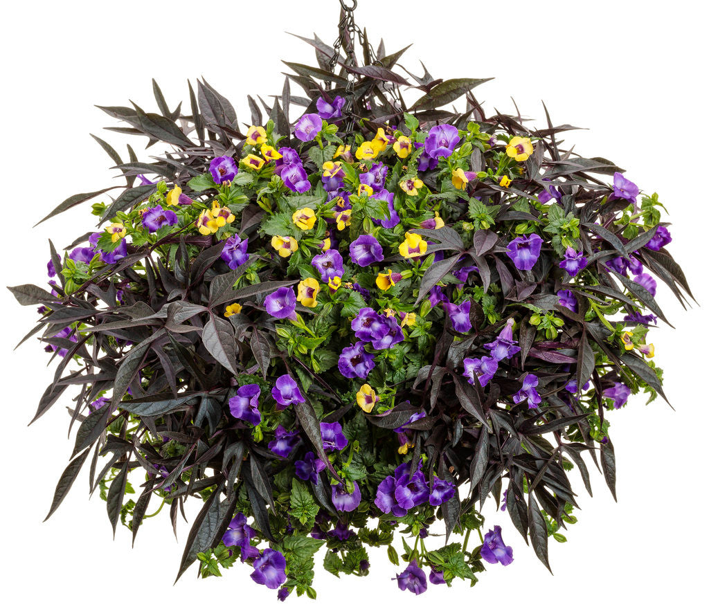 Torenia 'Catalina® Gilded Grape™' combination