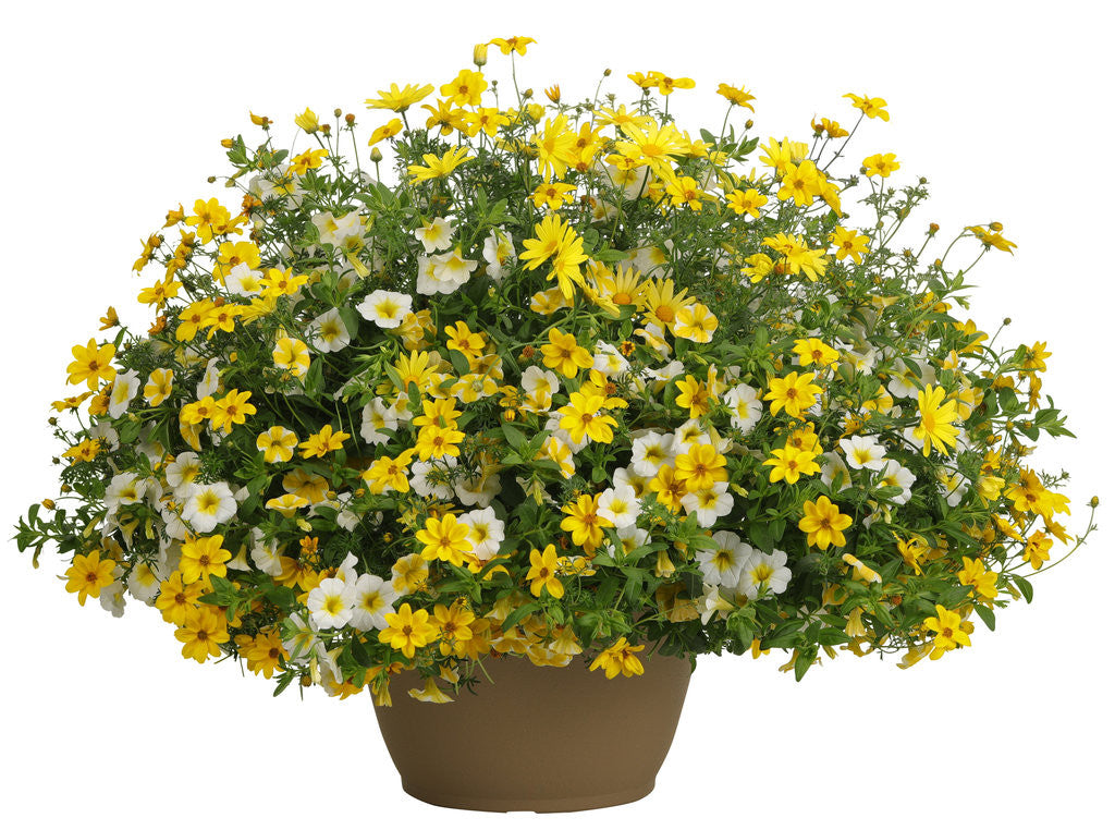 Argyranthemum frutescens 'Golden Butterfly®' combination
