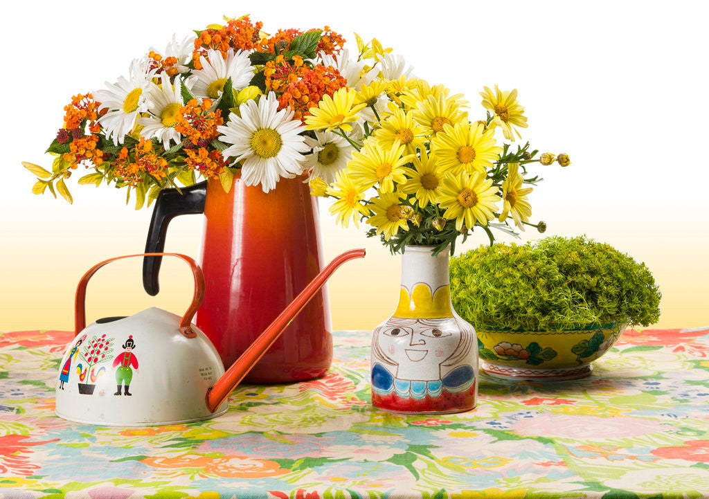 Argyranthemum frutescens 'Golden Butterfly®'