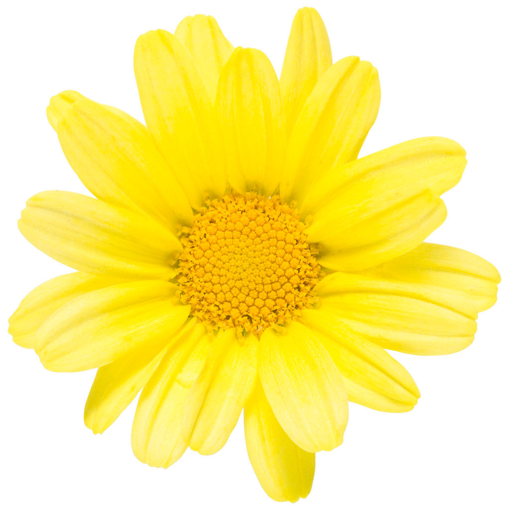 Argyranthemum frutescens 'Golden Butterfly®' flower