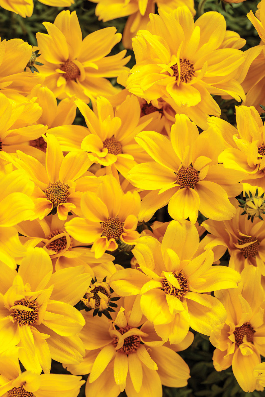 Bidens ferulifolia 'Goldilocks Rocks®' flowers