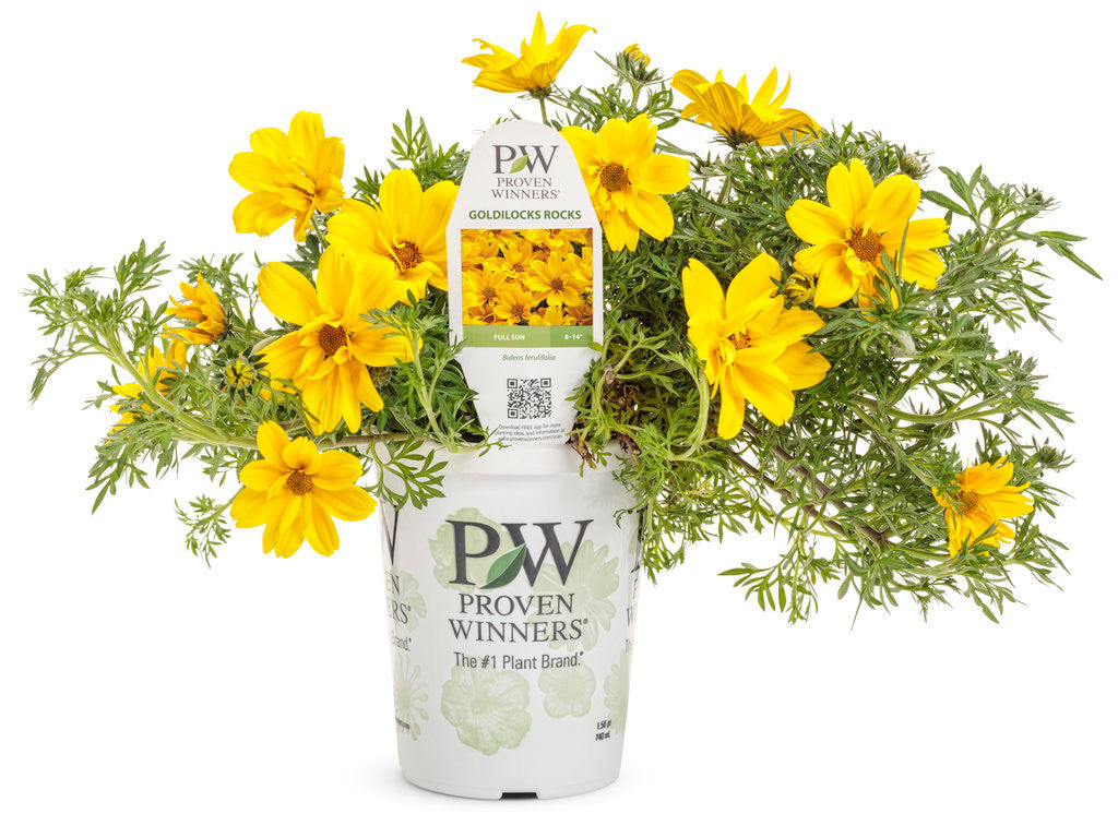 Bidens ferulifolia 'Goldilocks Rocks®' in grower pot
