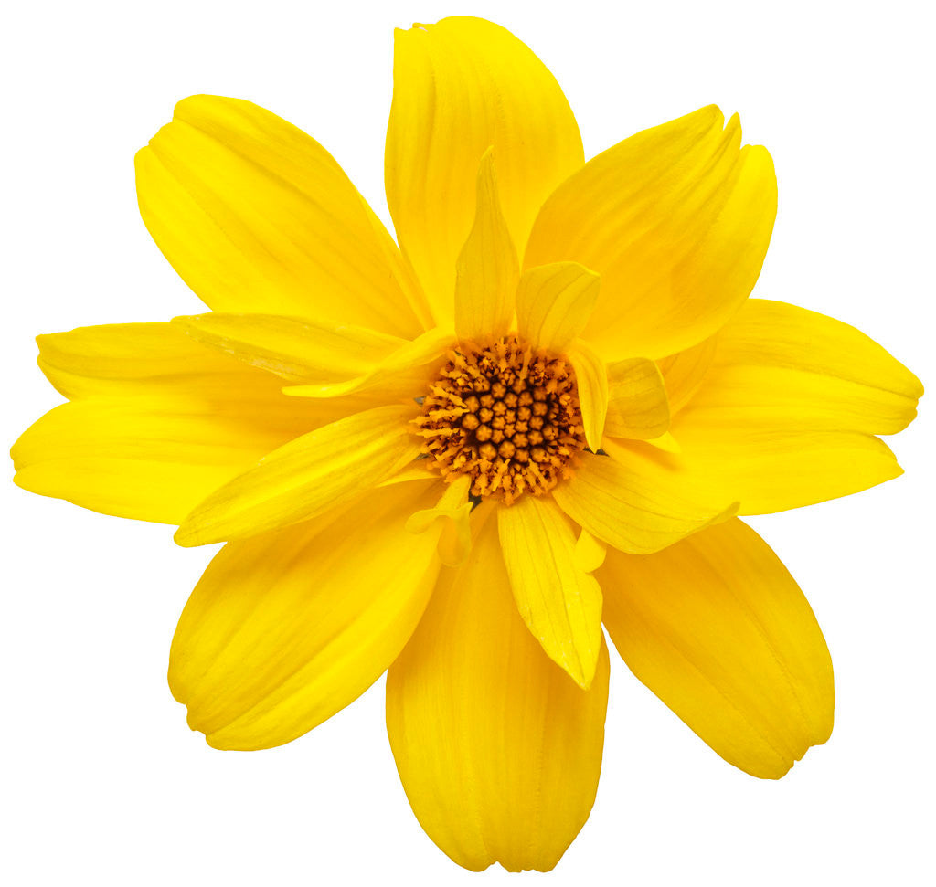 Bidens ferulifolia 'Goldilocks Rocks®' flower