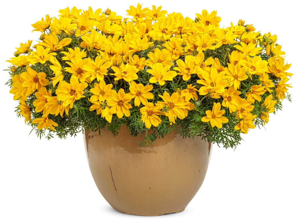 Bidens ferulifolia 'Goldilocks Rocks®' in decorative pot