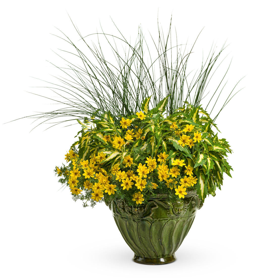 Bidens ferulifolia 'Goldilocks Rocks®' combination