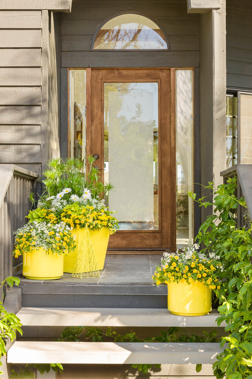 Bidens ferulifolia 'Goldilocks Rocks®'