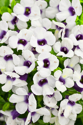 Torenia Catalina® 'Grape-O-Licious™'