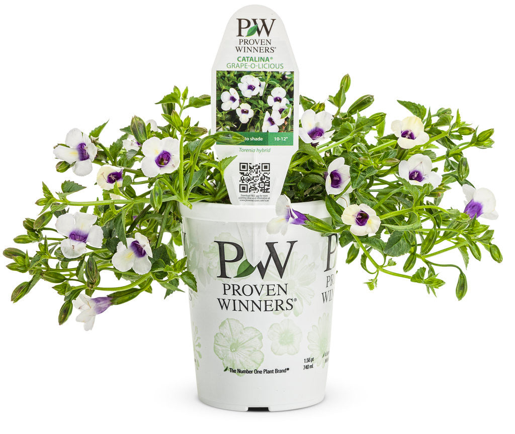 Torenia Catalina® 'Grape-O-Licious™' in grower pot