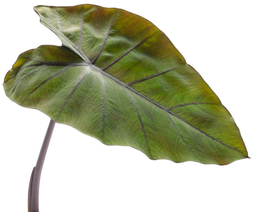 Colocasia 'Heart of the Jungle®'