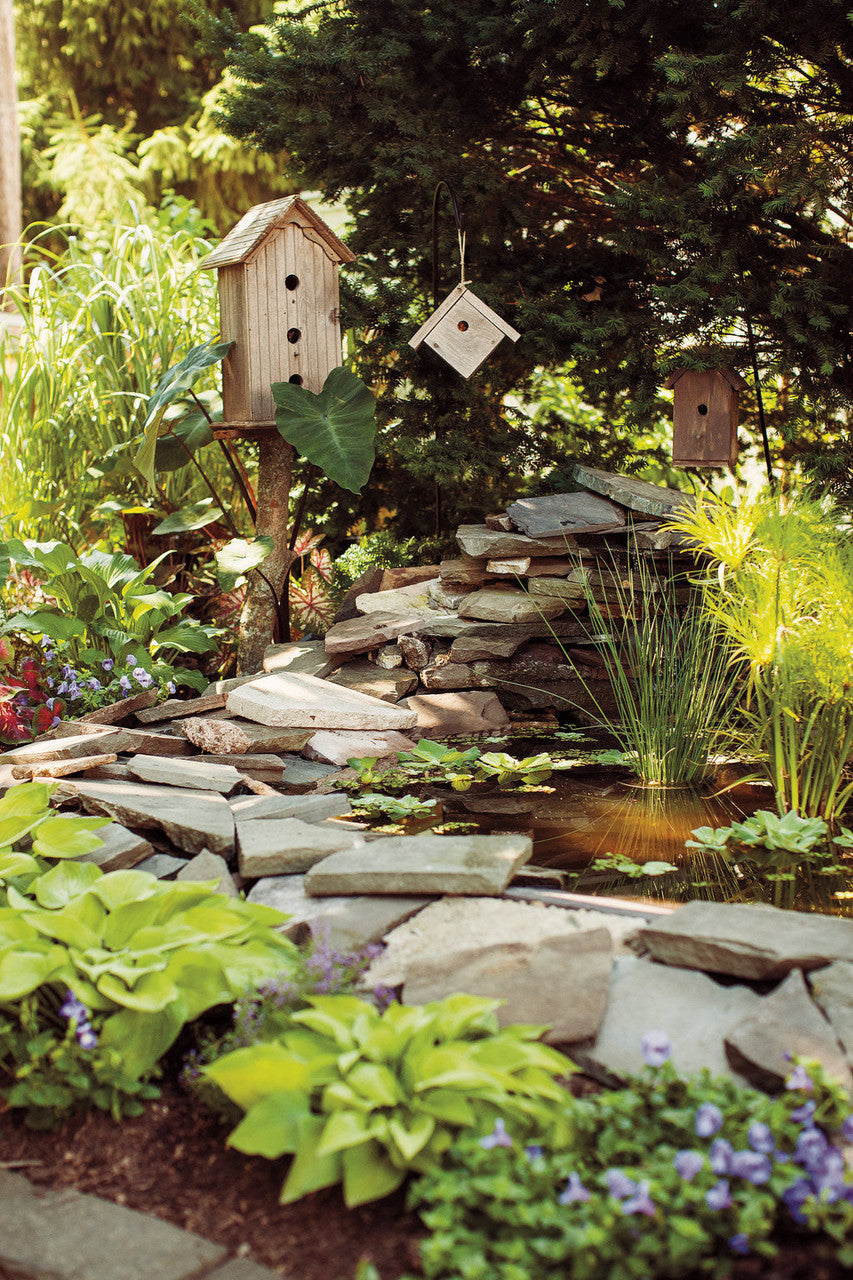 Colocasia 'Heart of the Jungle®'