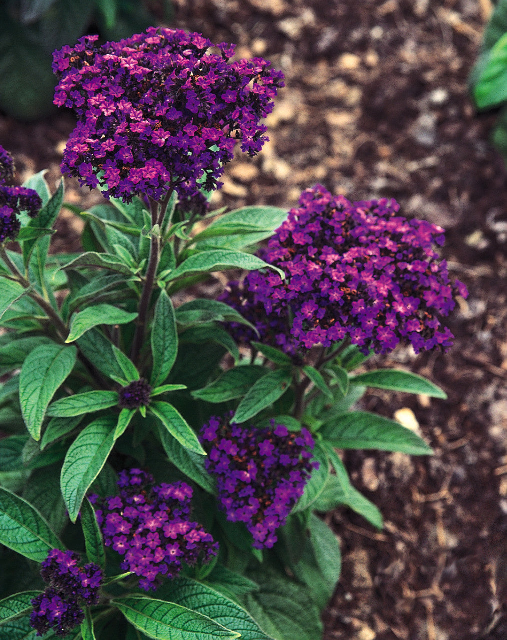 Heliotropium arborescens 'Marine'
