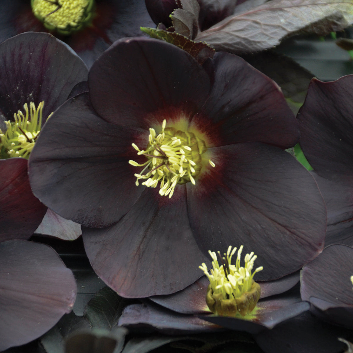 Helleborus HONEYMOON™ Series 'New York Night'