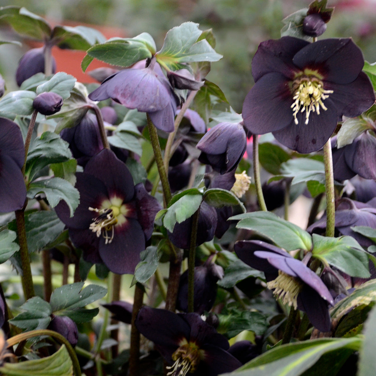 Helleborus HONEYMOON™ Series 'New York Night'