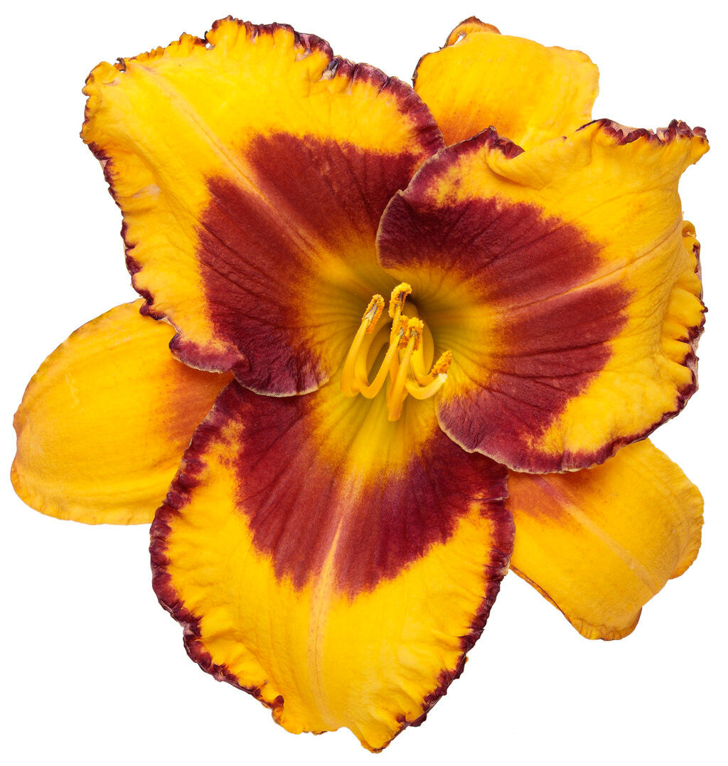 Hemerocallis Rainbow Rhythm® 'Blazing Glory'