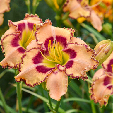 Hemerocallis Rainbow Rhythm® 'King of the Ages'