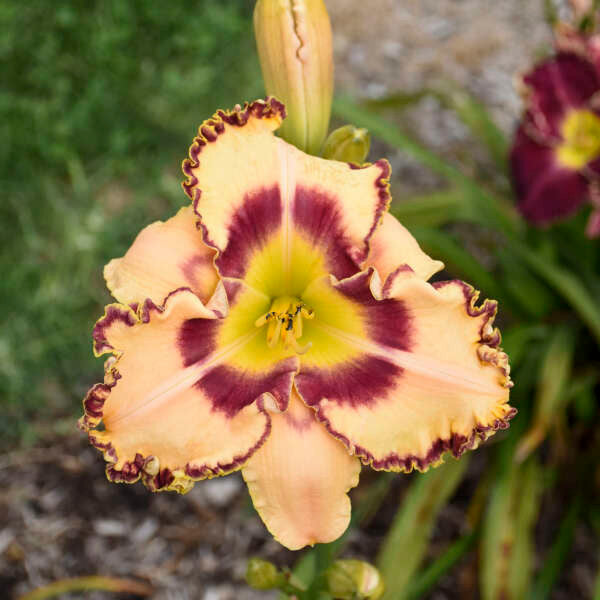 Hemerocallis Rainbow Rhythm® 'King of the Ages'