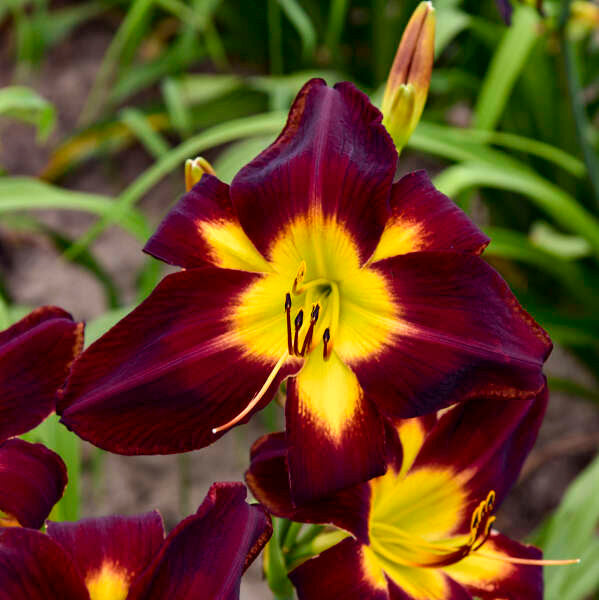 Hemerocallis Rainbow Rhythm® 'Persian Ruby'